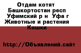 Отдам котят  - Башкортостан респ., Уфимский р-н, Уфа г. Животные и растения » Кошки   